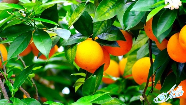 К чему снится апельсиновое дерево и активная роль в сексе