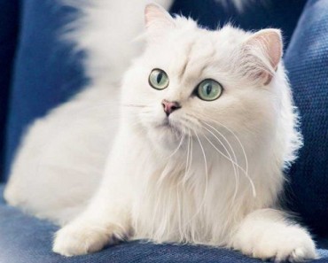 Белый кот