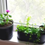 Как организовать мини‑огород на подоконнике: уютный уголок зелени в любой квартире